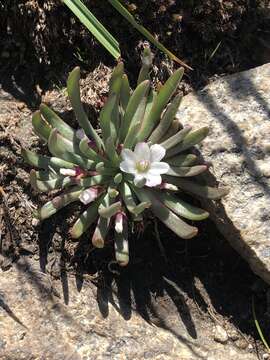 Image of Sierra lewisia