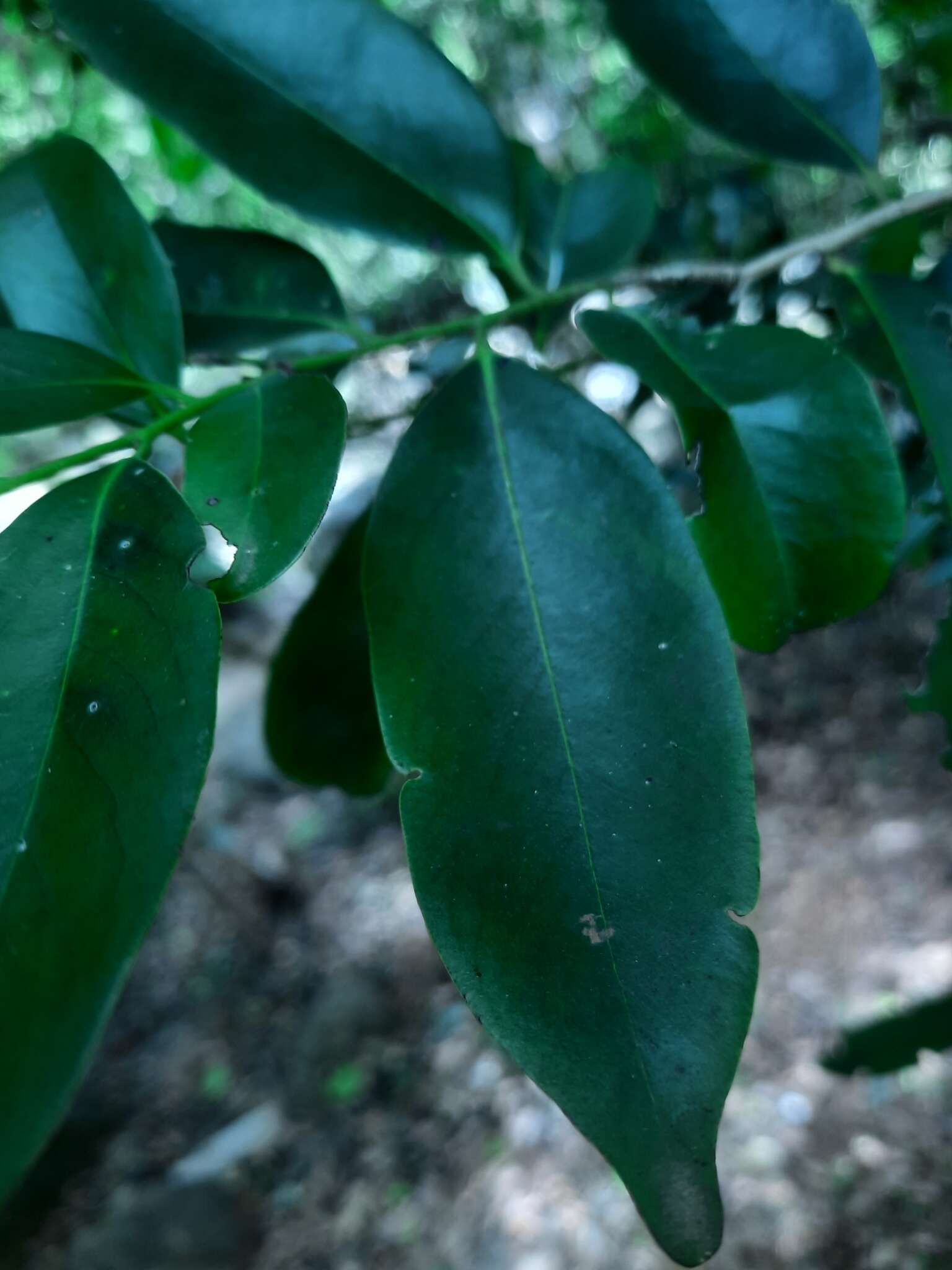 Image of Diospyros affinis Thwaites