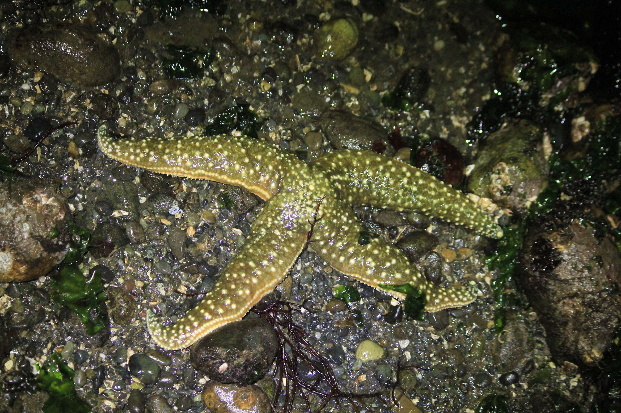 Image of Mottled star