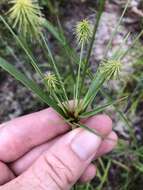 Imagem de Cyperus plukenetii Fernald