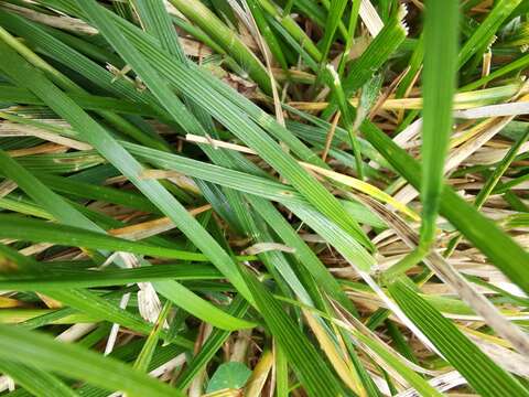 Image of Deschampsia cespitosa subsp. cespitosa