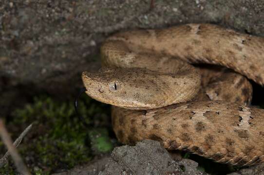 Image of New Mexican ridge-nosed rattlesnake