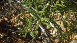 Image of Operculicarya hyphaenoides H. Perrier