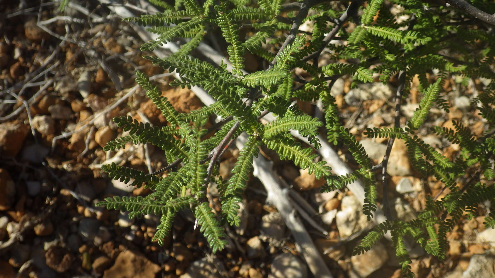 Image de Operculicarya hyphaenoides H. Perrier