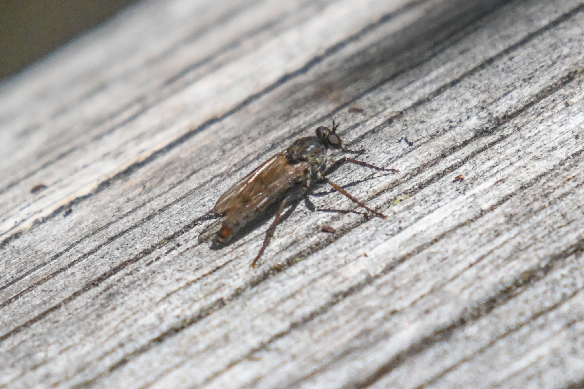 Image de Lasiopogon fumipennis Melander 1923