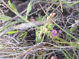 Слика од Polygala rhinostigma Chod.