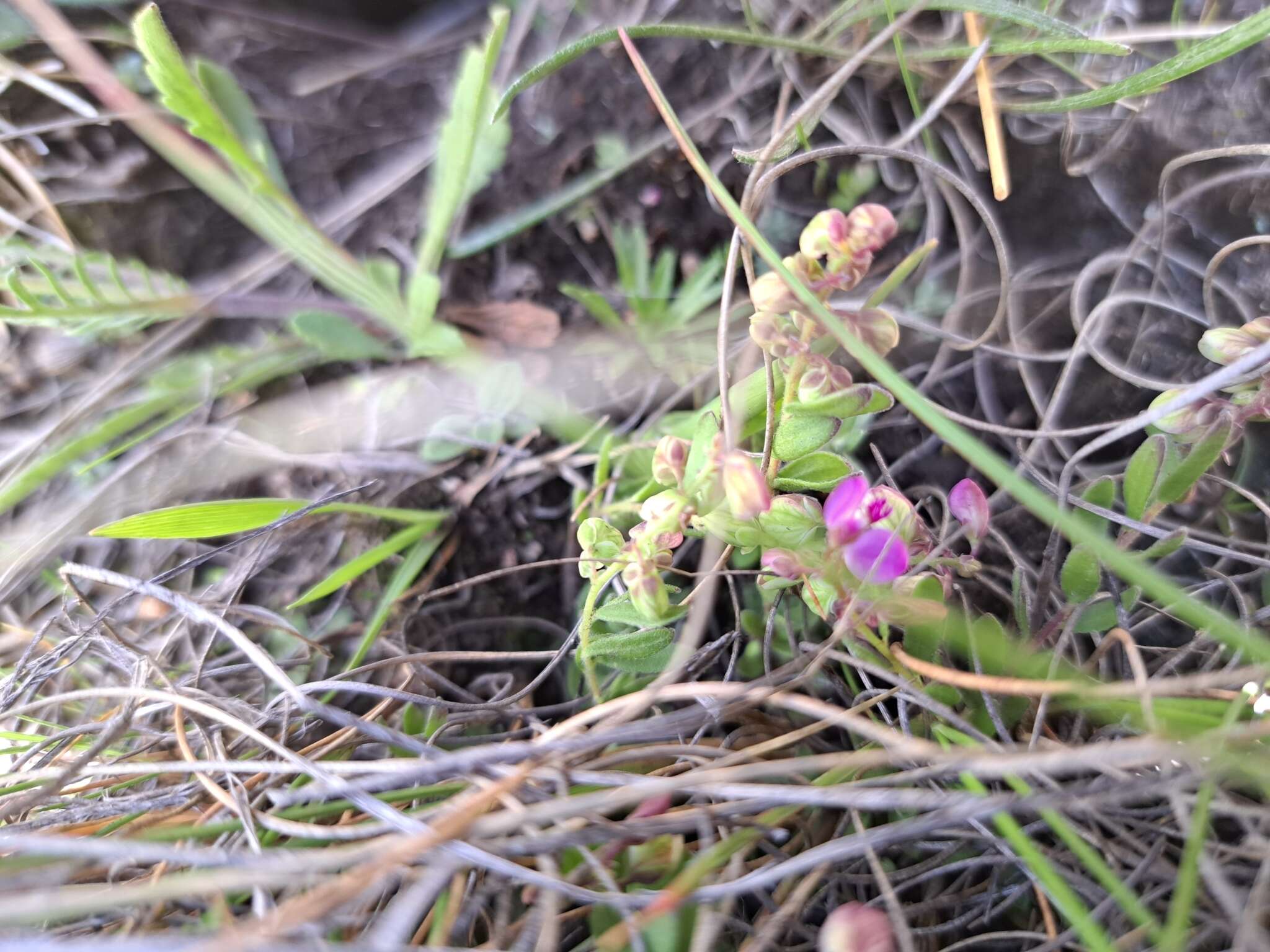 Слика од Polygala rhinostigma Chod.