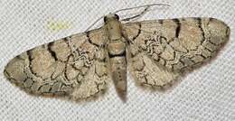 صورة Eupithecia venosata Fabricius 1787