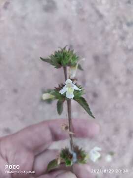 Image of Downy Hemp-nettle