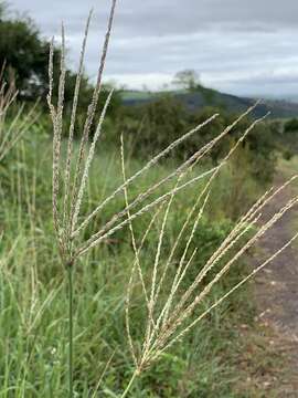 Imagem de Digitaria eriantha Steud.