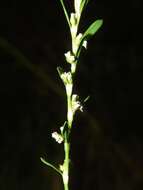 Image of bushy knotweed