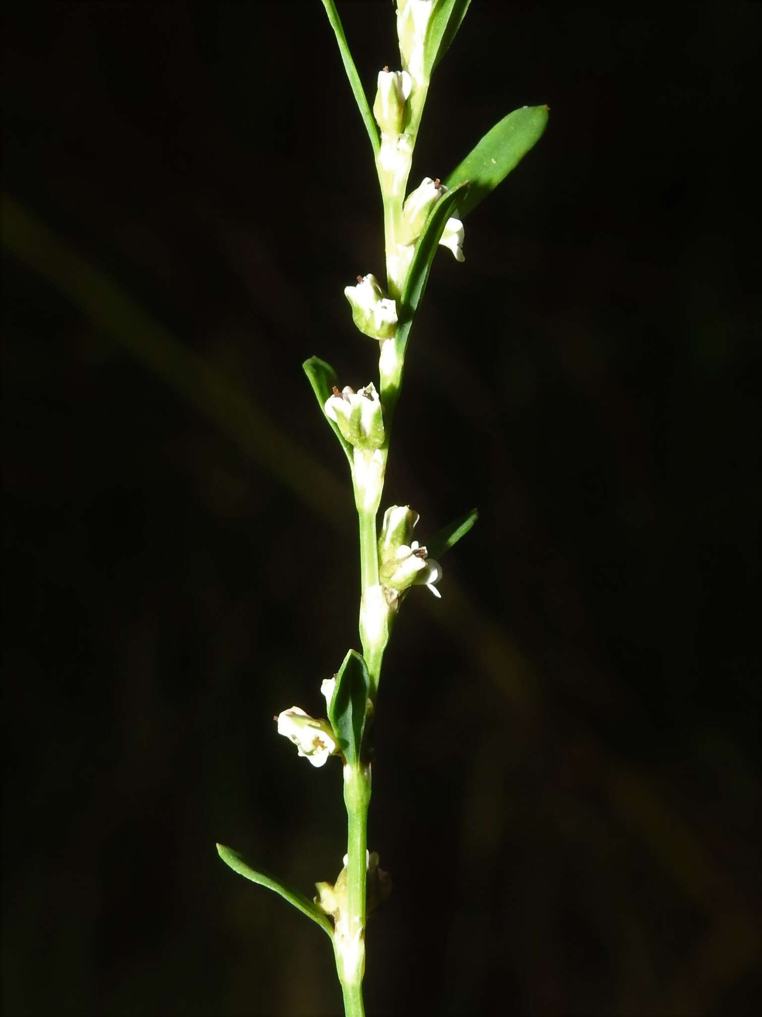 Image of bushy knotweed