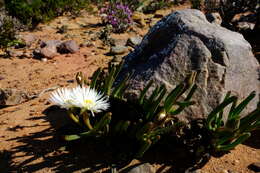 Monilaria obconica H. D. Ihlenfeldt & S. Jorgensen resmi