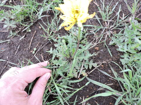 Image of tuberous desert-chicory