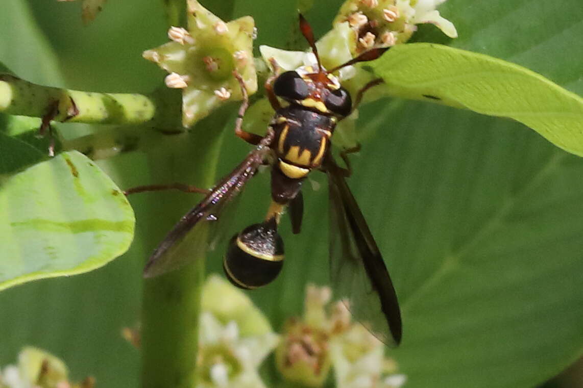 Image of Polybiomyia macquarti