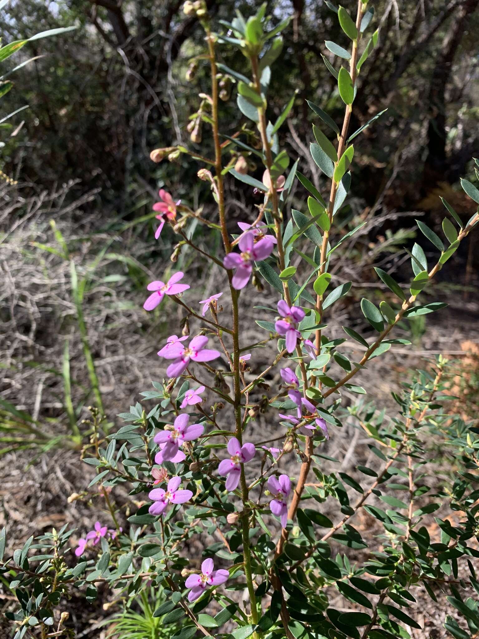 Image of Stylidium laricifolium Rich.