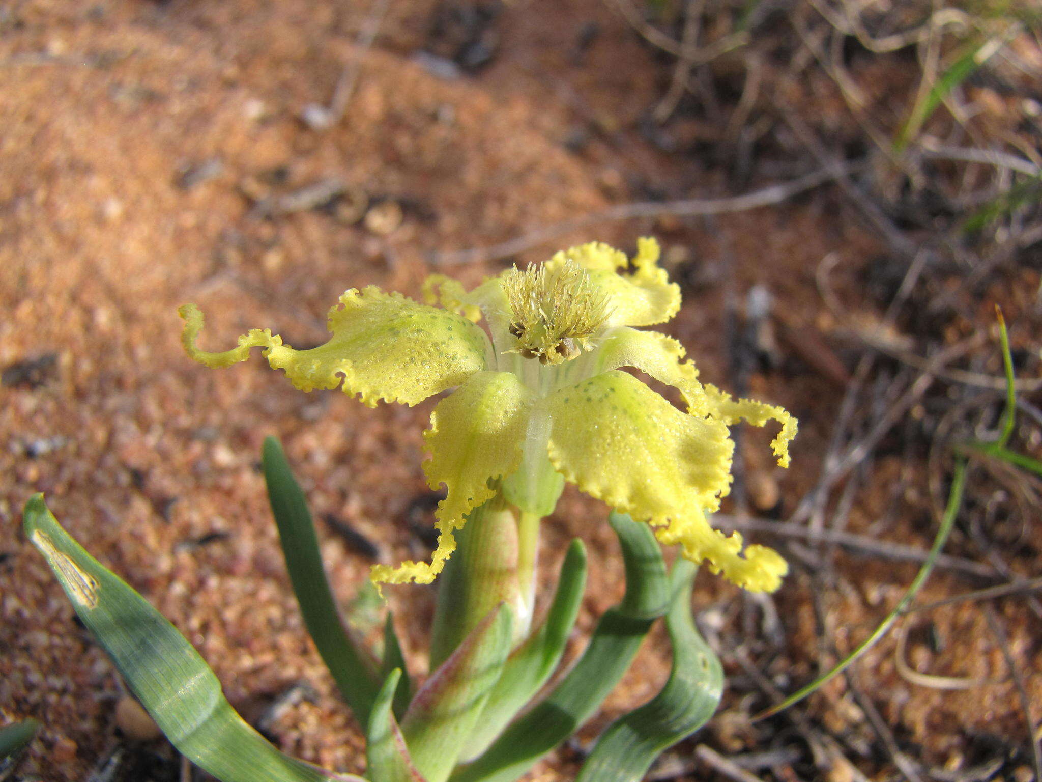 Image of Ferraria flava Goldblatt & J. C. Manning