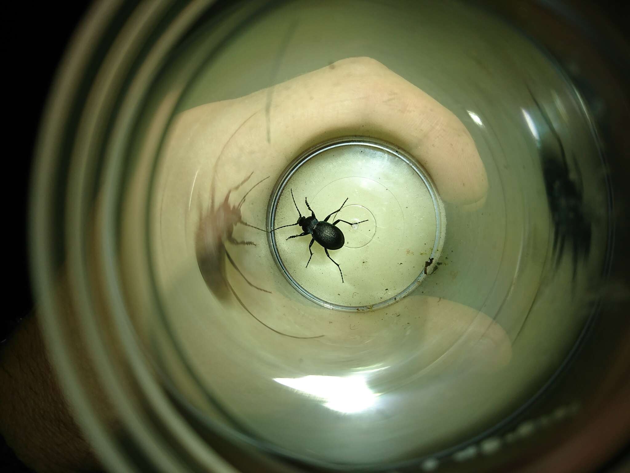 Image of Winstanley Ground Beetle