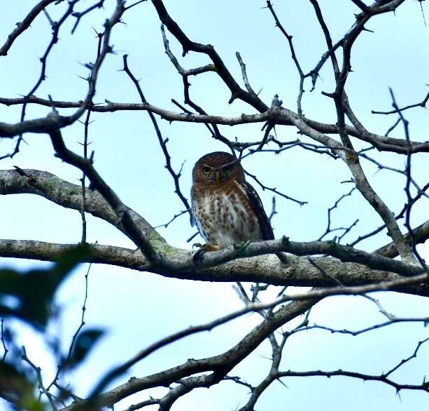 Image of Cuban Pygmy Owl