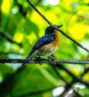 Image de Gobemouche des mangroves