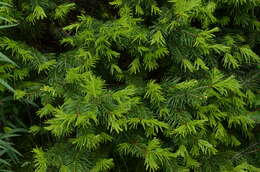 Image of Abies sibirica subsp. semenovii (B. Fedtsch.) Farjon