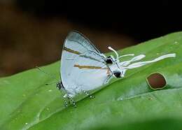 Image de Hypolycaena hatita Hewitson 1865