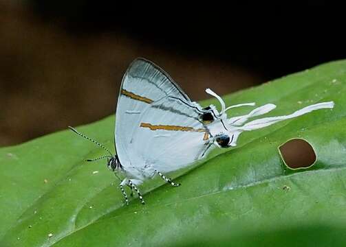 Image of Hypolycaena hatita Hewitson 1865