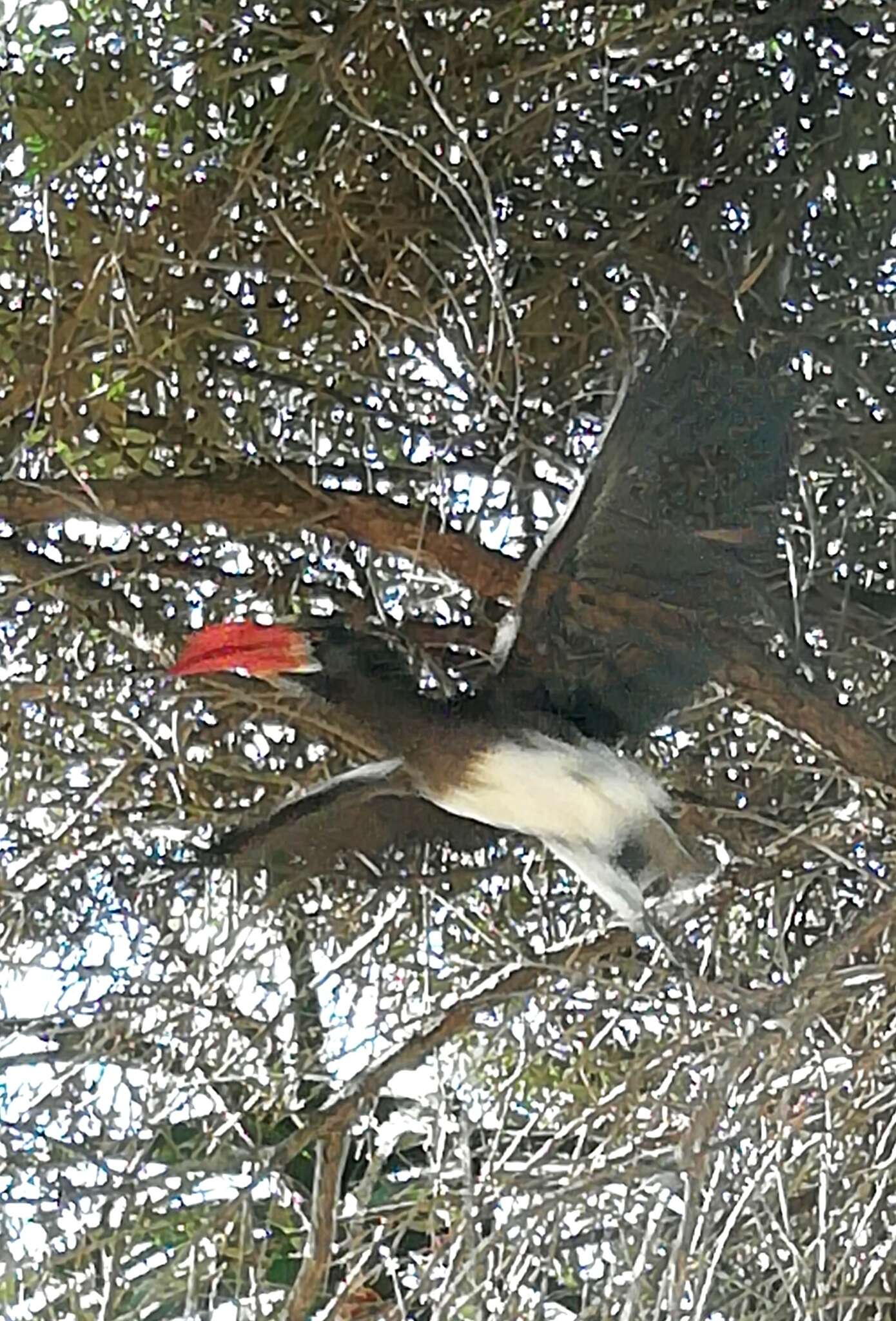 Image of Crowned Hornbill