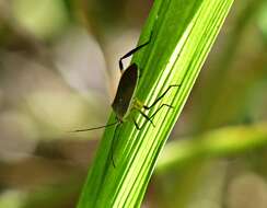 Image of Plaxiscelis limbata (Berg 1892)