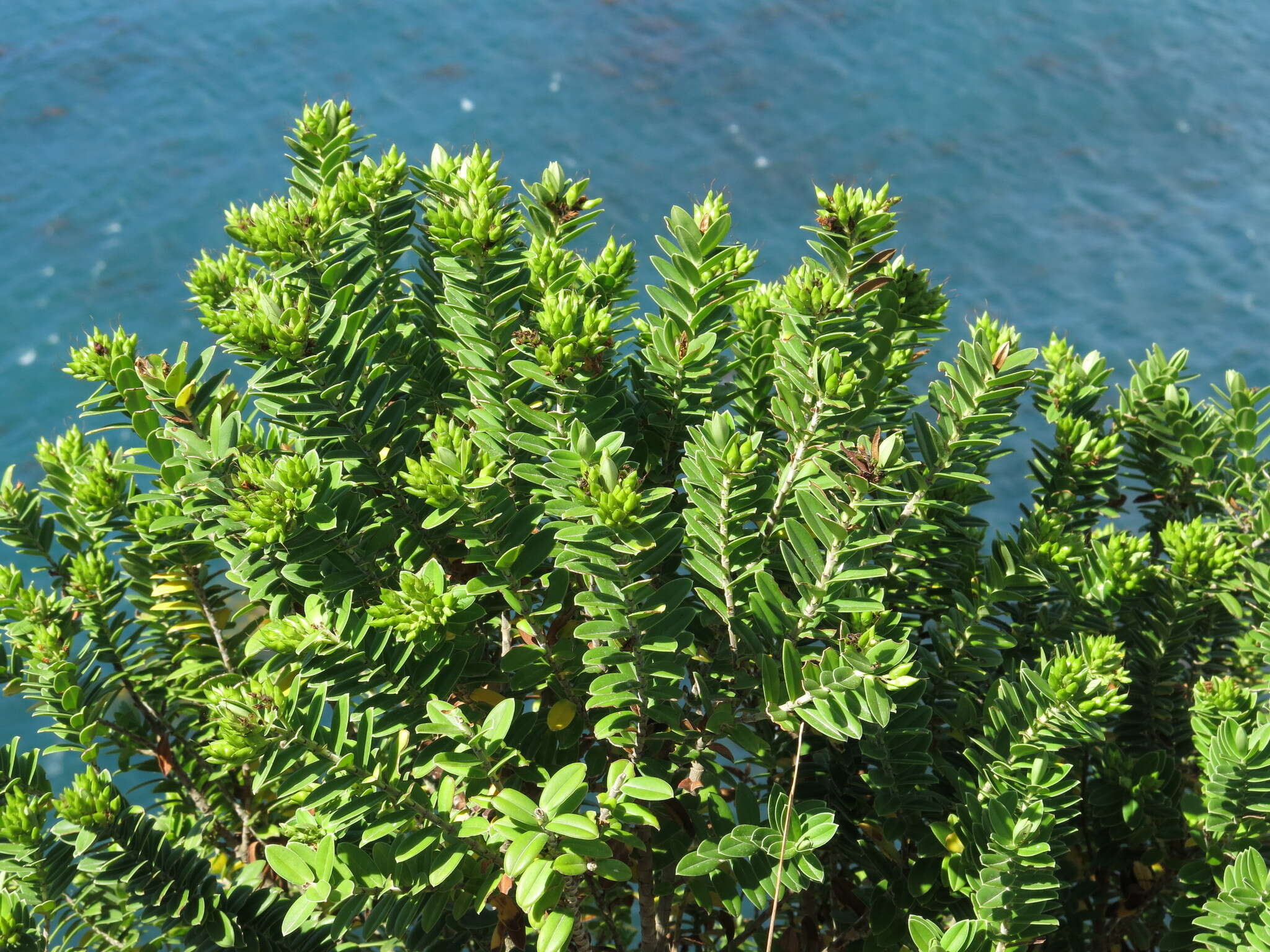 Image of Veronica elliptica G. Forster