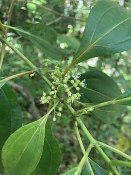 Image de Miconia borinquensis