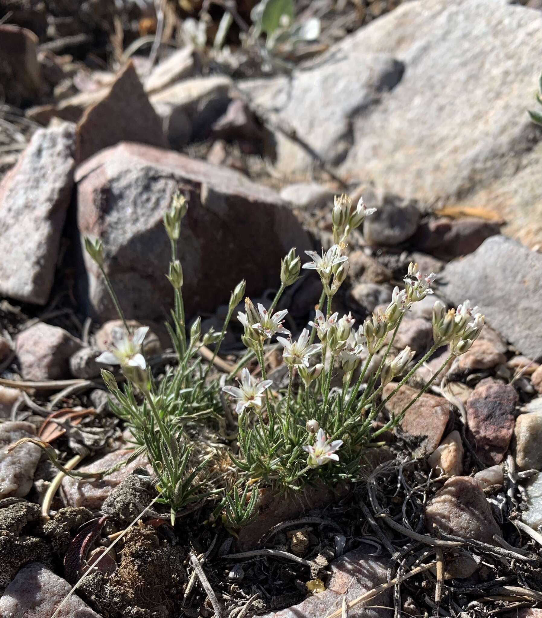 Image of Charleston sandwort