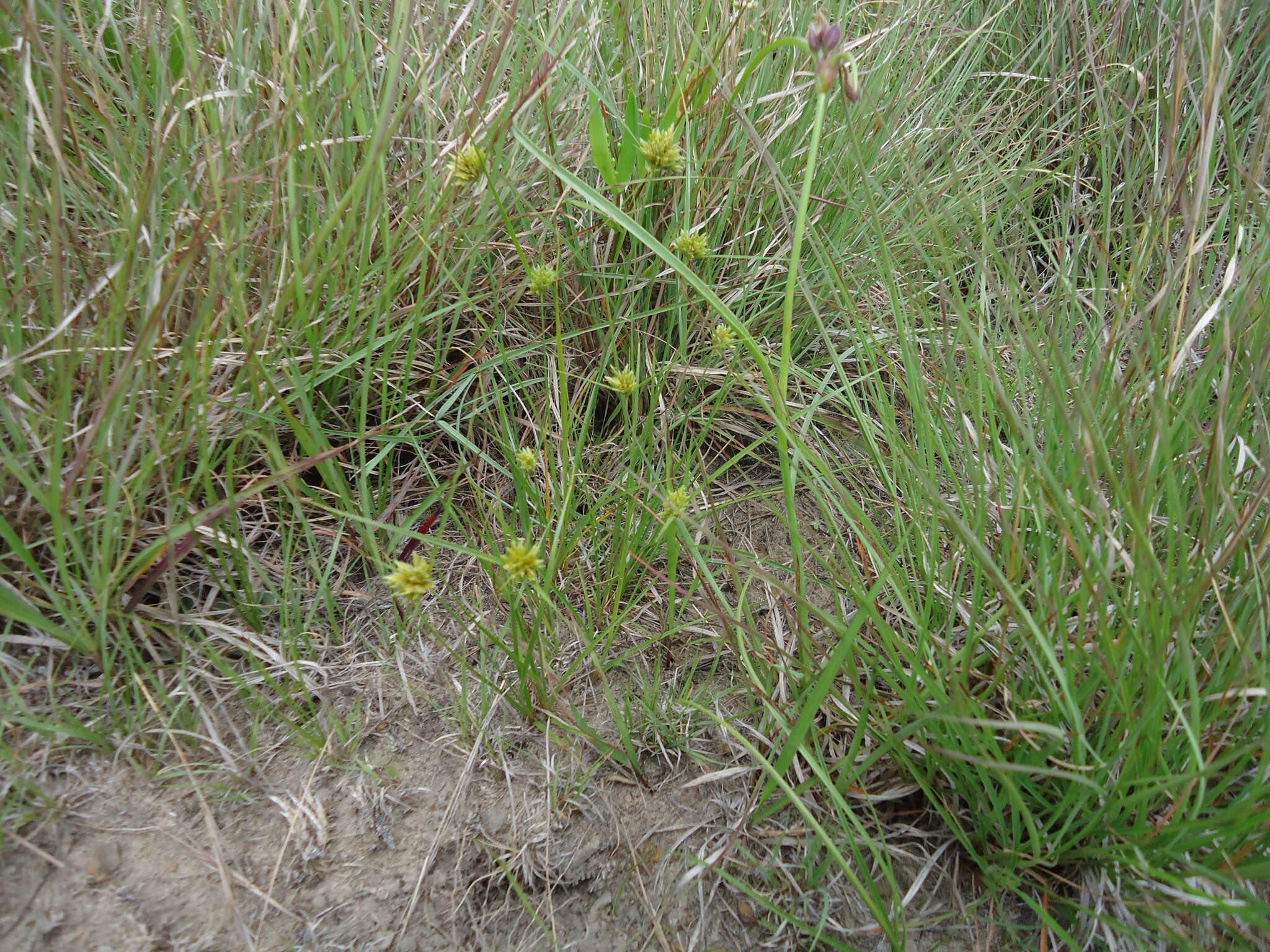 Image of Great Plains flatsedge