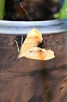 Image of Lesser Grapevine Looper Moth