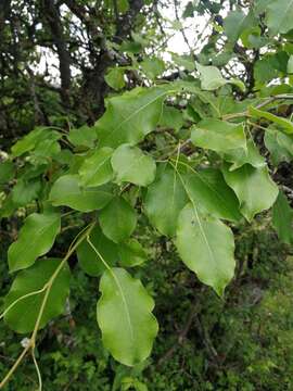 Plancia ëd Pyrus communis subsp. caucasica (Fed.) Browicz