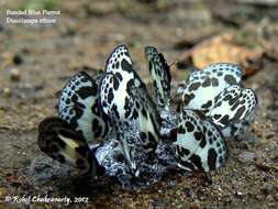 Image of banded blue Pierrot