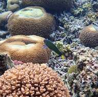 Image of Blue wrasse