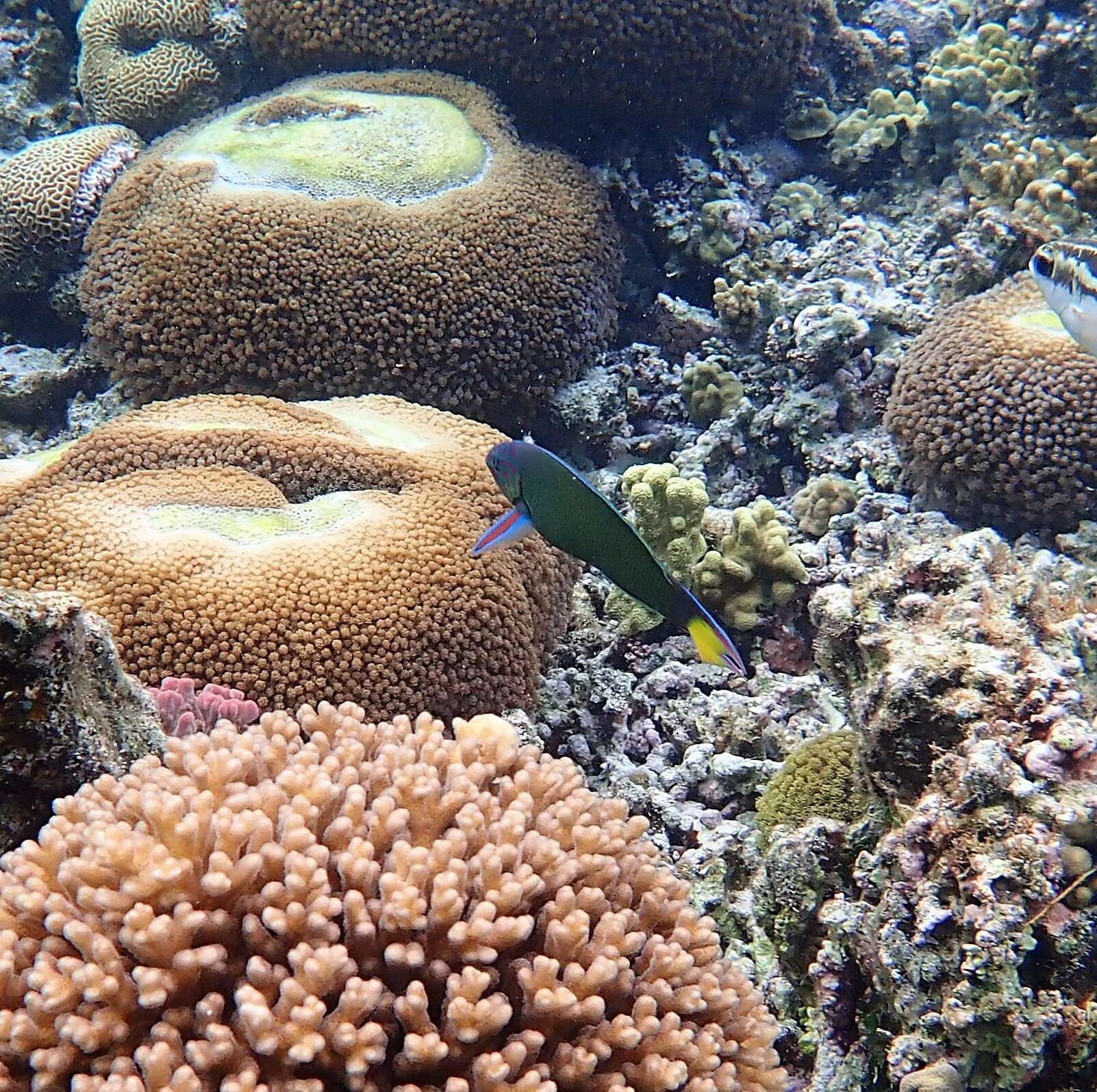 Image of Blue wrasse