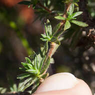 Image of <i>Cliffortia <i>polygonifolia</i></i> var. polygonifolia