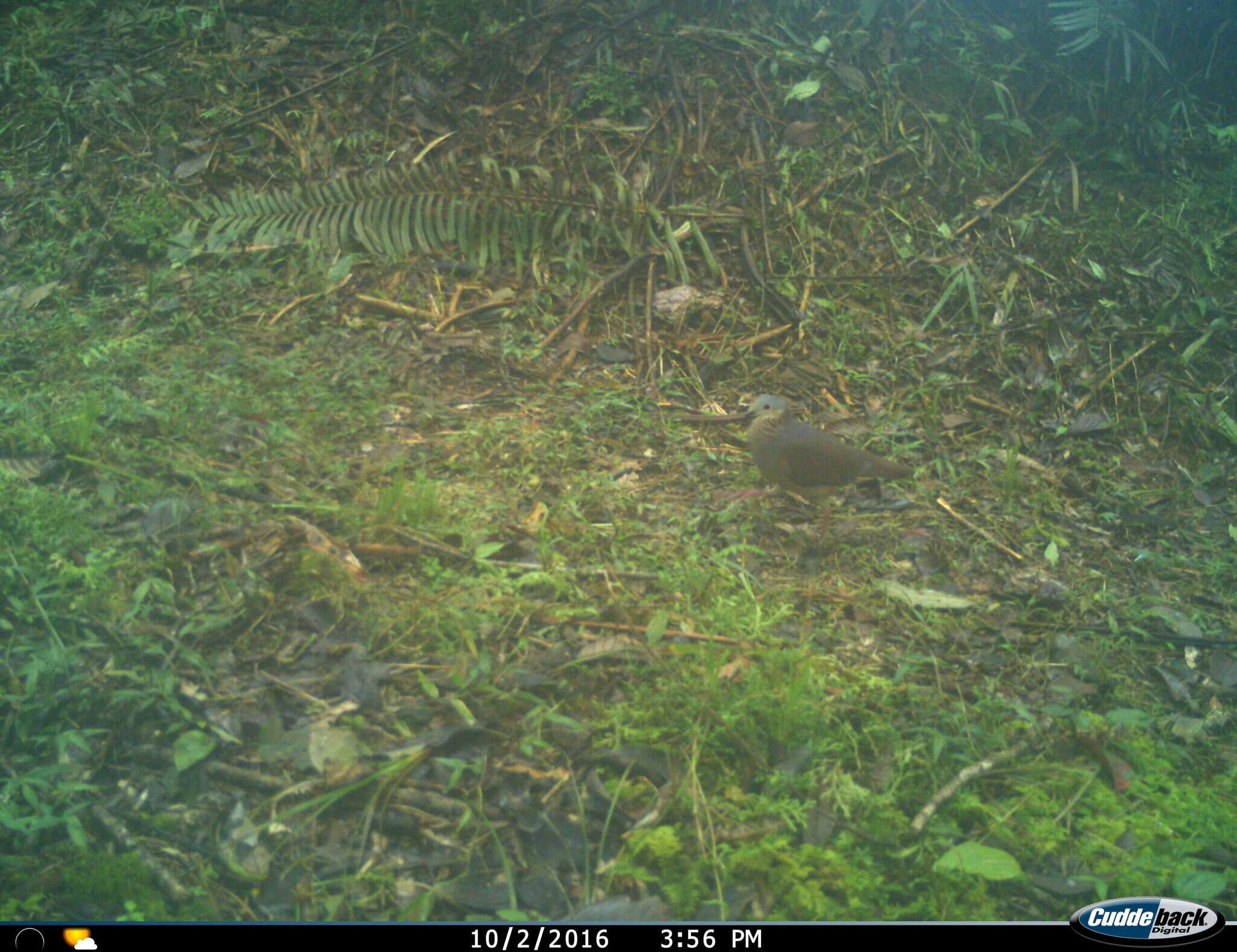 Image of White-faced Quail-Dove