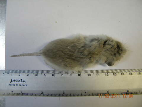 Image of Northern Grasshopper Mouse