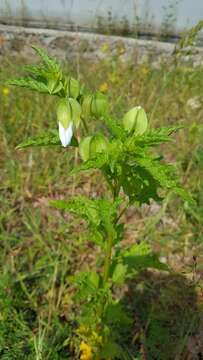 Image of nicandra