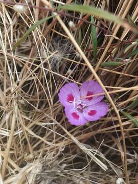 Image de Clarkia amoena (Lehm.) A. Nels. & J. F. Macbr.