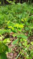 Image of Euphorbia carniolica Jacq.