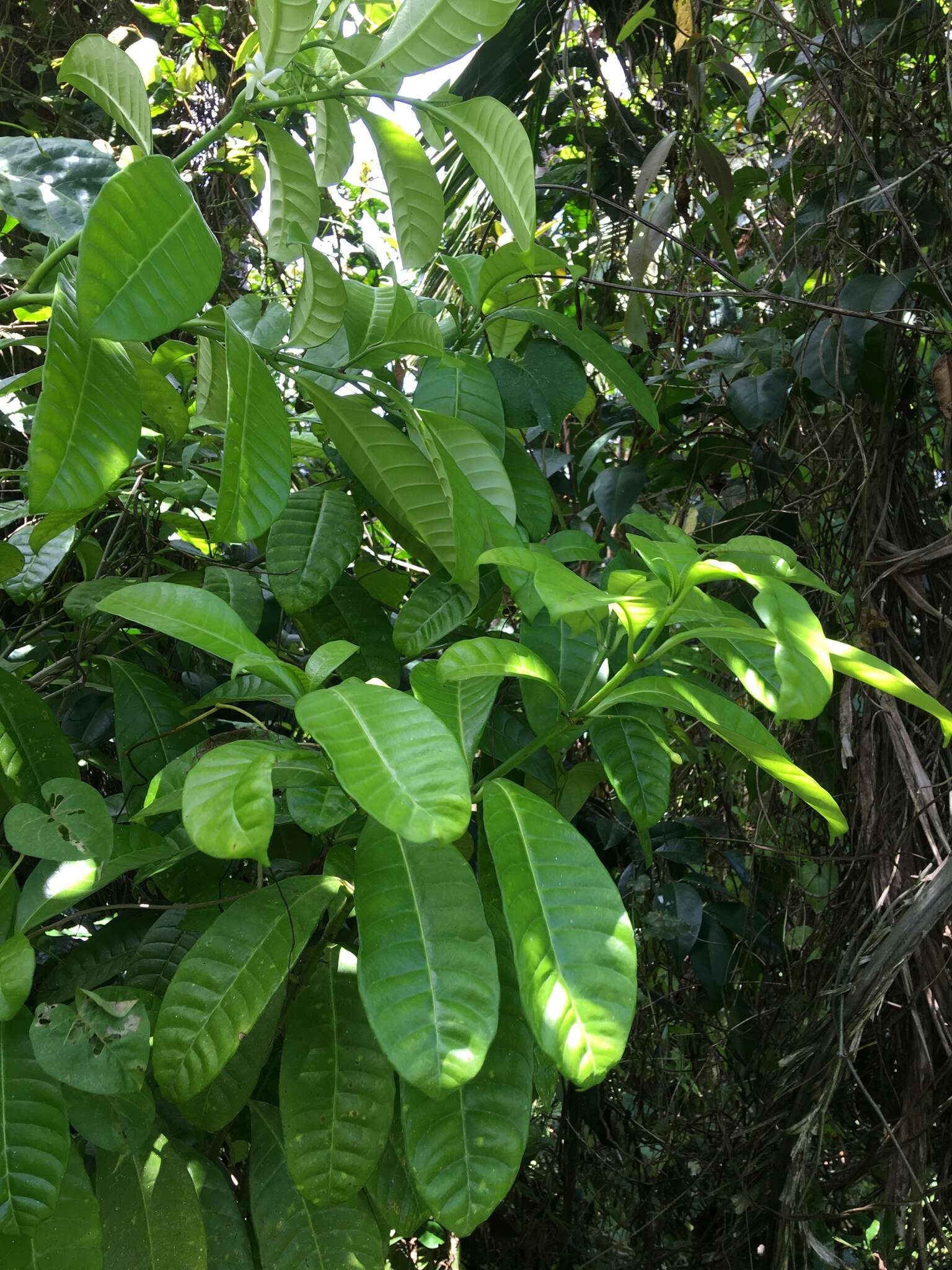 Sivun Tabernaemontana citrifolia L. kuva