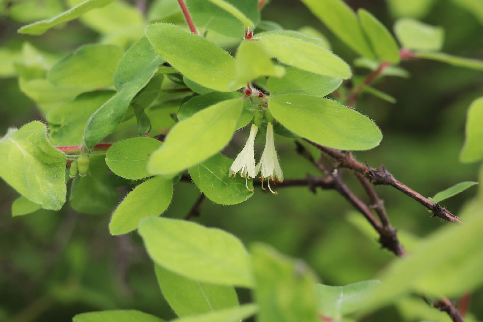 Imagem de Lonicera caerulea subsp. pallasii (Ledeb.) Browicz