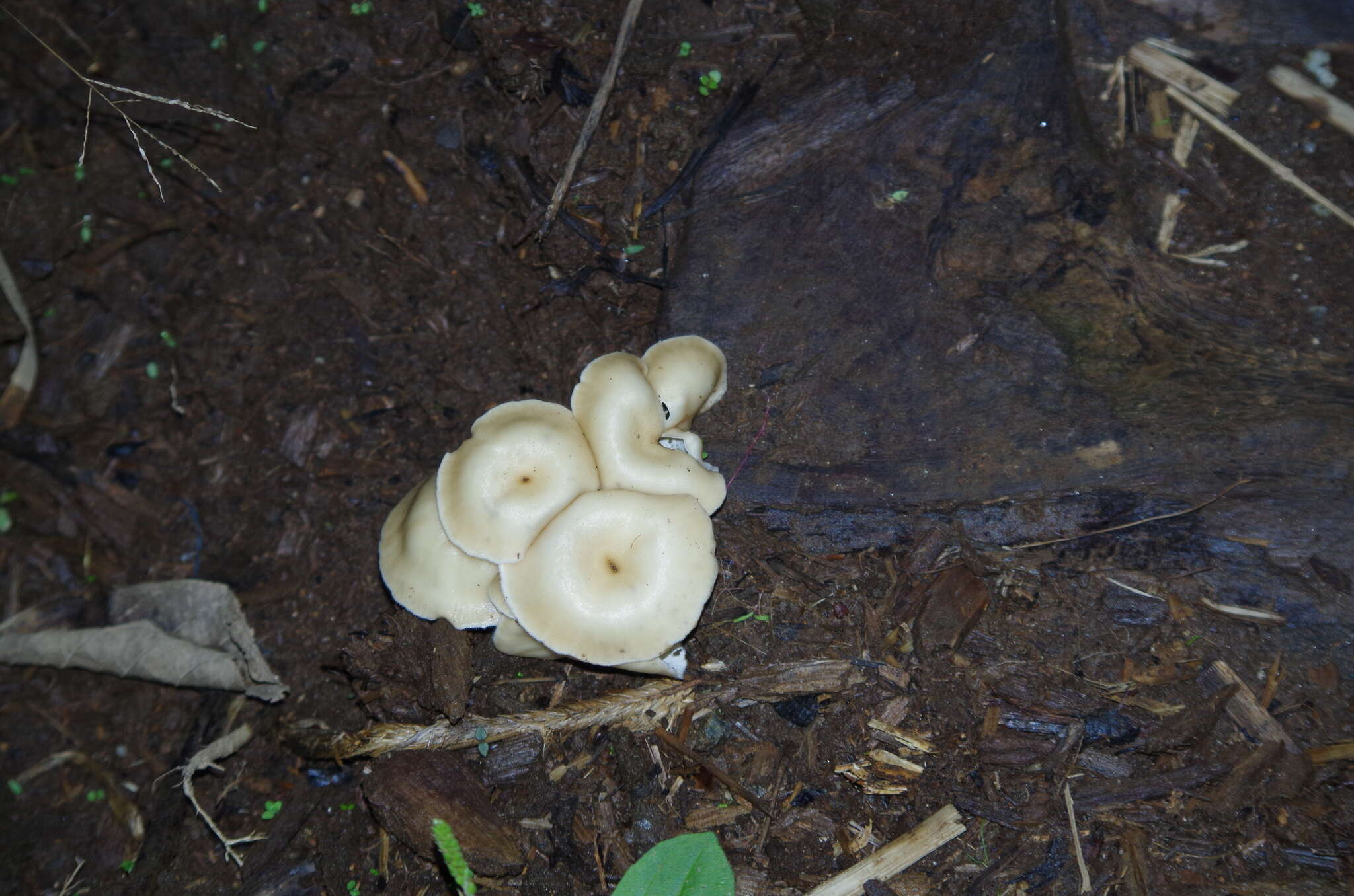 Image of Lentinus concavus (Berk.) Corner 1981