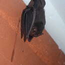 Image of Thumbless Bat