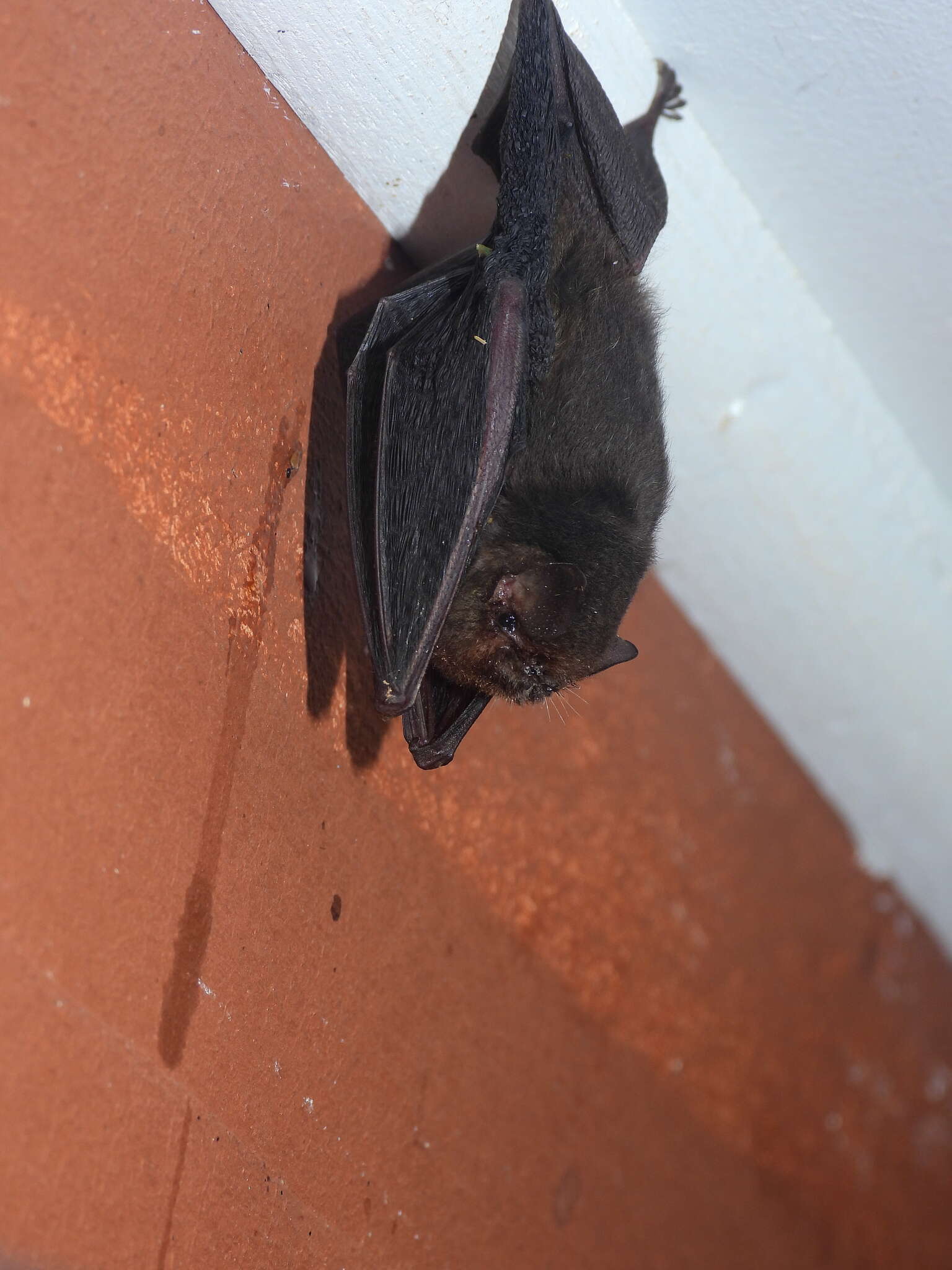 Image of thumbless bat