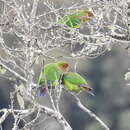 Image of Rusty-faced Parrot